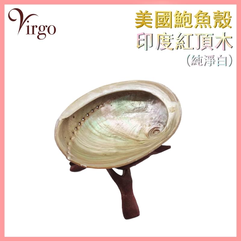 珍珠白色鮑魚殼+印度木架，為聖壇工具淨化磁場清除負能量尺寸超大耐高溫煙燻工具燃燒白鼠尾草時釋出的白煙來淨化個人物品與空間驅散負能量鬆弛神經保持氣氛平和甚至殺菌(V-SHELL-1)