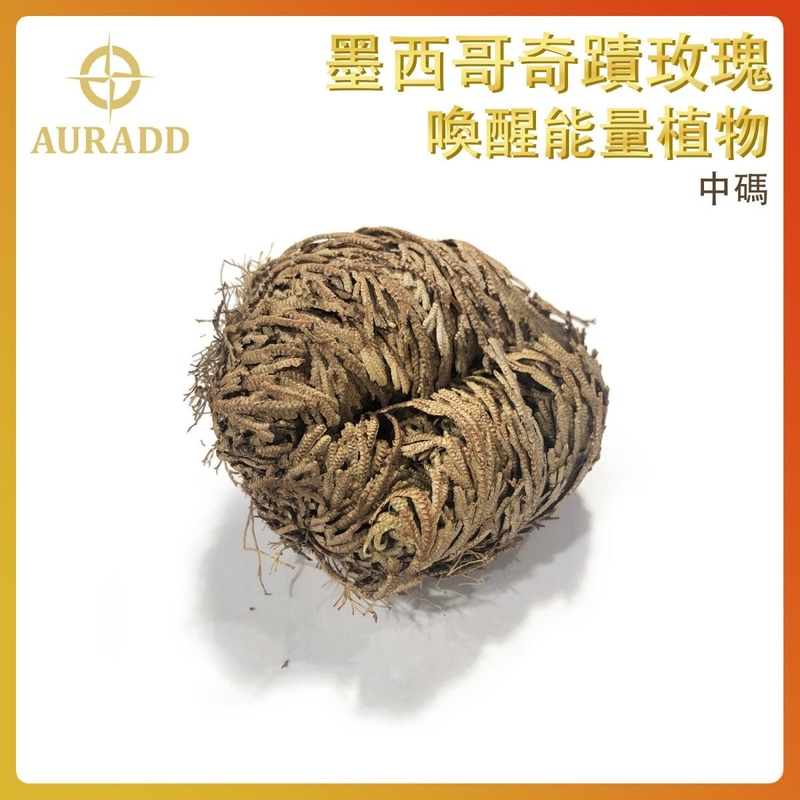 墨西哥奇蹟玫瑰Rose Of Jericho(中碼) 復活卷柏植物 魔法石頭花草 千年神奇能量植物 祈禱願望靈性草 AD-DECO-JC-M