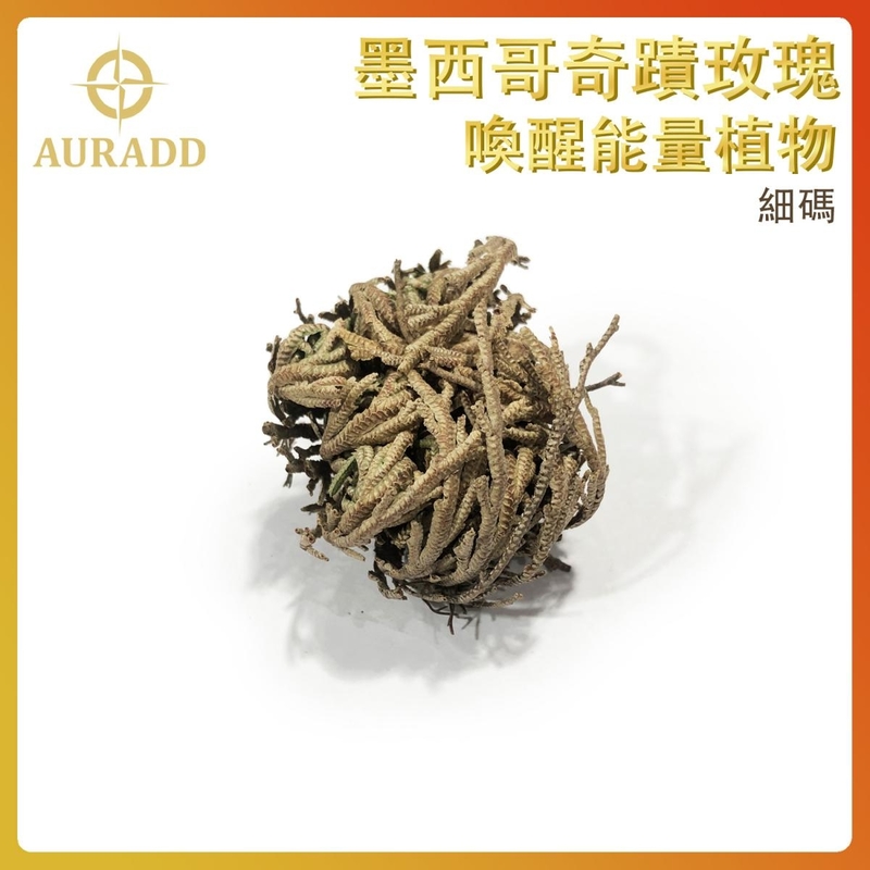 墨西哥奇蹟玫瑰Rose Of Jericho(細碼) 復活卷柏植物 魔法石頭花草 千年神奇能量植物 祈禱願望靈性草 AD-DECO-JC-S