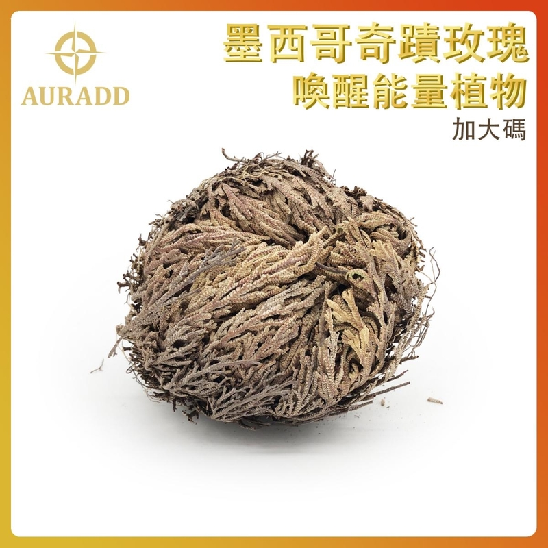 墨西哥奇蹟玫瑰Rose Of Jericho(加大碼) 復活卷柏植物 魔法石頭花草 千年神奇能量植物 祈禱願望靈性草 AD-DECO-JC-XL