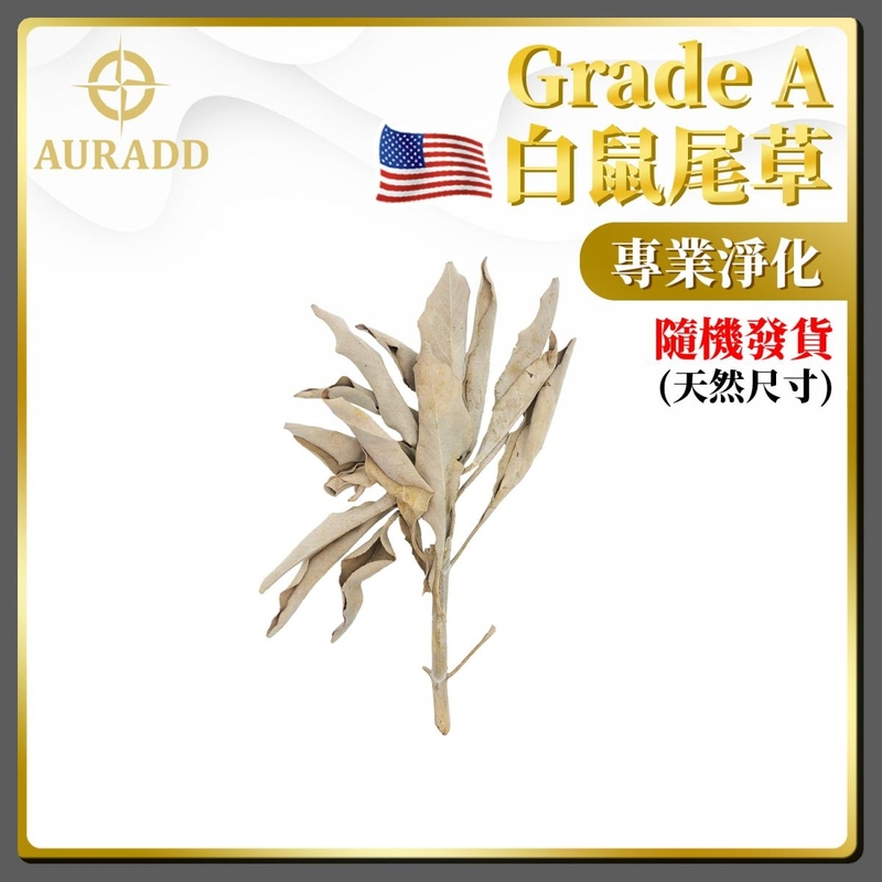 鼠尾草 美國專業A級大葉鼠尾草巨型天然尺寸(隨機發貨) 香薰治療淨化空間 專業淨化 散裝白鼠尾草 驅霉運辟邪鼠尾草 淨化空間 純天然古法傳統淨化植物鼠尾草推薦 淨化家居推薦 AD-SAGE-JB1