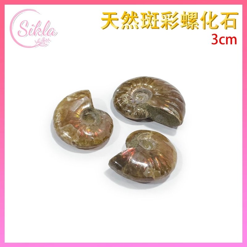 Natural spot color snail fossil 3CM ancient fossil ammonite Mineral rough SL-FOSSIL-AMF3CM