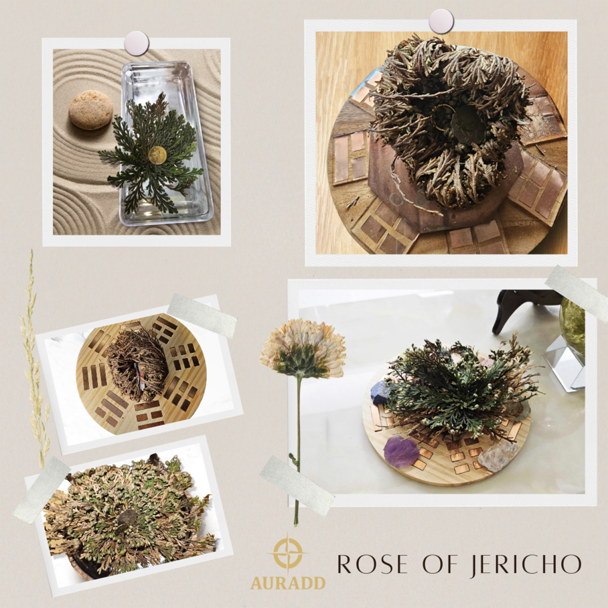 墨西哥奇蹟玫瑰Rose Of Jericho(細碼) 復活卷柏植物 魔法石頭花草 千年神奇能量植物 祈禱願望靈性草 AD-DECO-JC-S